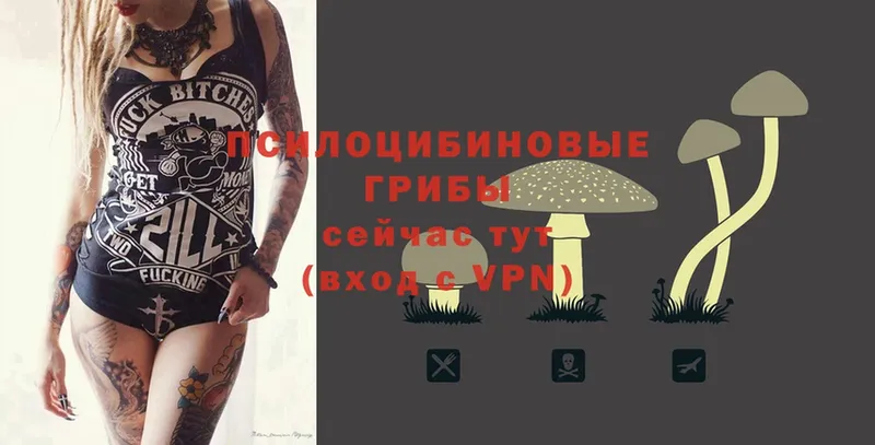 Галлюциногенные грибы Psilocybe  Енисейск 